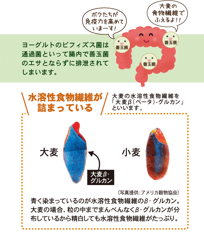 大麦の水溶性食物繊維が腸内の善玉菌を活性化する